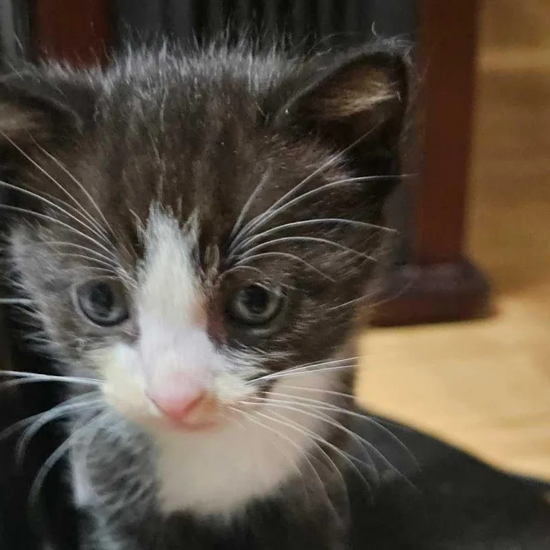 A baby small-sized male Black Domestic Medium Hair cat named Stallion for adoption in Jefferson city, TN
