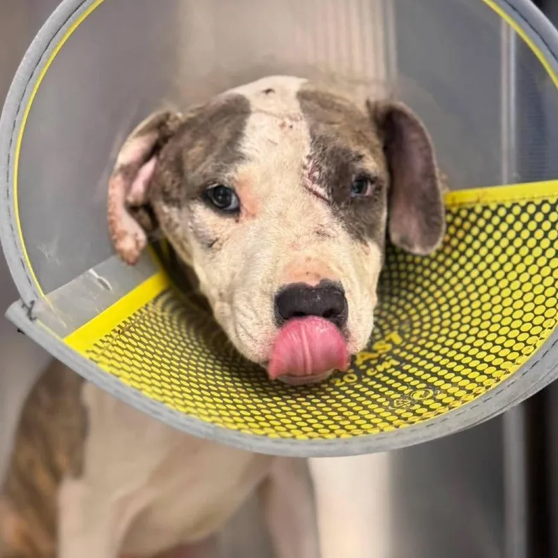 A baby medium-sized female Gray / Blue / Silver American Staffordshire Terrier dog named Rocket Annie for adoption in Long Island City, NY