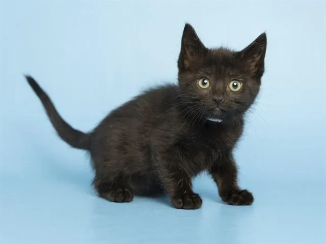 A baby small-sized female Domestic Short Hair cat named Margo for adoption in Phoenix, AZ
