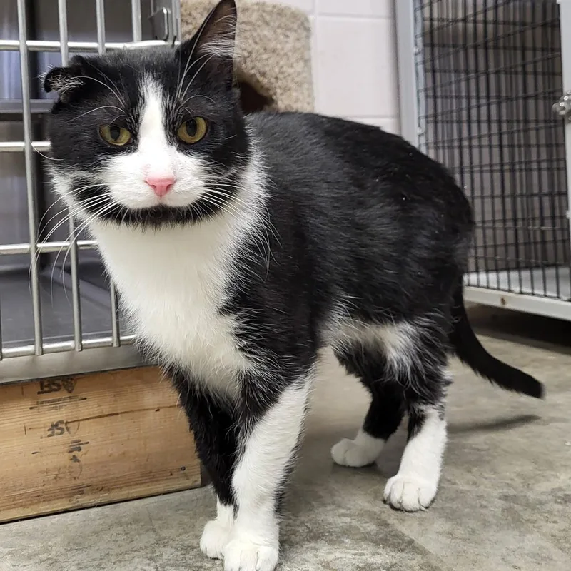 An adult medium-sized male Black & White / Tuxedo Domestic Short Hair cat named Van Gogh for adoption in Chilton, WI