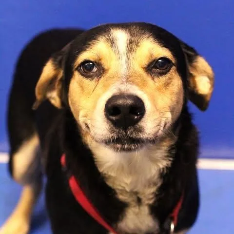 An adult medium-sized male Black Hound dog named 26-01780 for adoption in Fredericksburg, VA