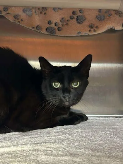 An adult small-sized female Domestic Short Hair cat named Starla for adoption in Munster, IN
