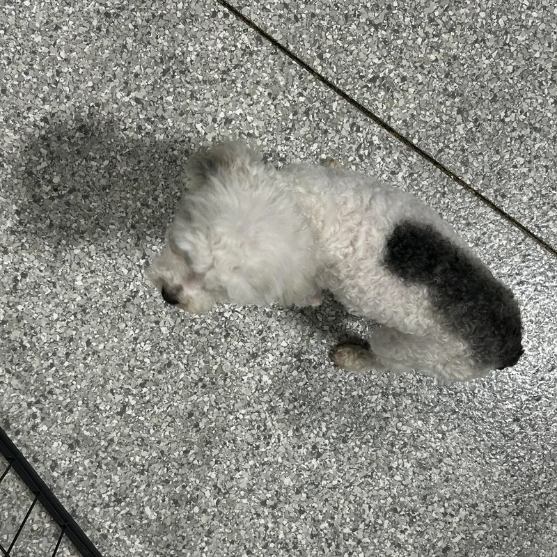 Squirt. Only . Lbs thumbnail 2