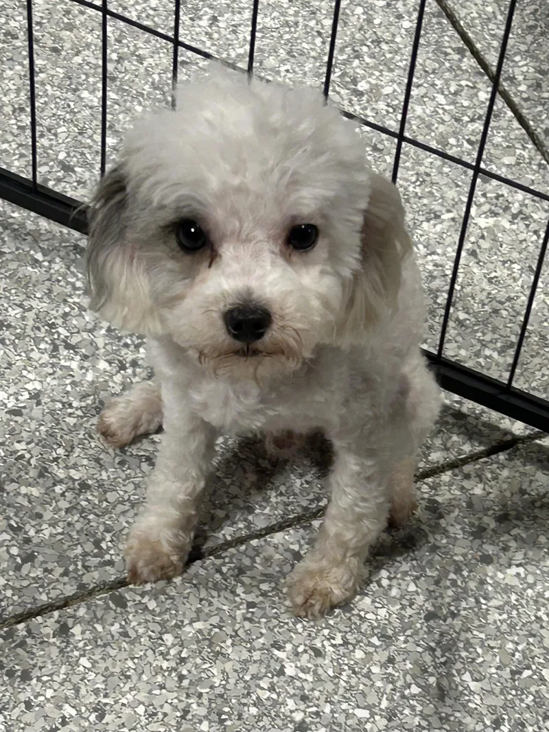 A young small-sized male White / Cream Poodle (Toy) dog named Squirt. Only . Lbs for adoption in Antwerp, OH