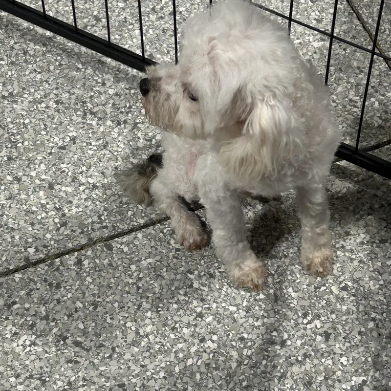 Squirt. Only . Lbs thumbnail 3