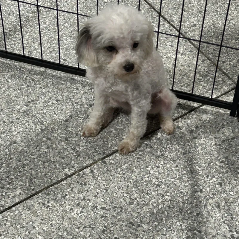 Squirt. Only . Lbs thumbnail 4