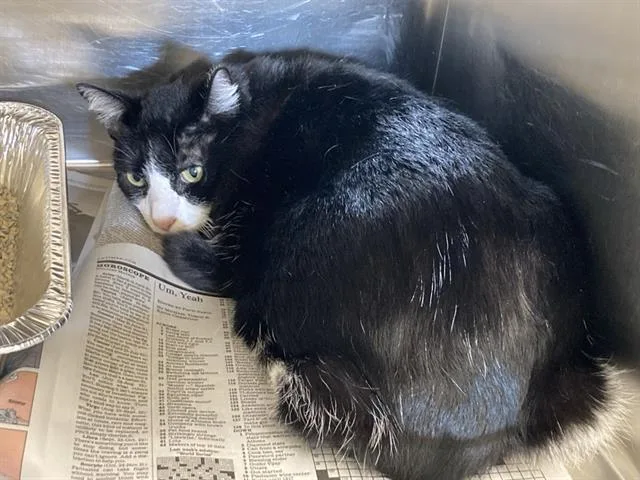 An adult medium-sized male Domestic Short Hair cat named Palmer for adoption in Tustin, CA