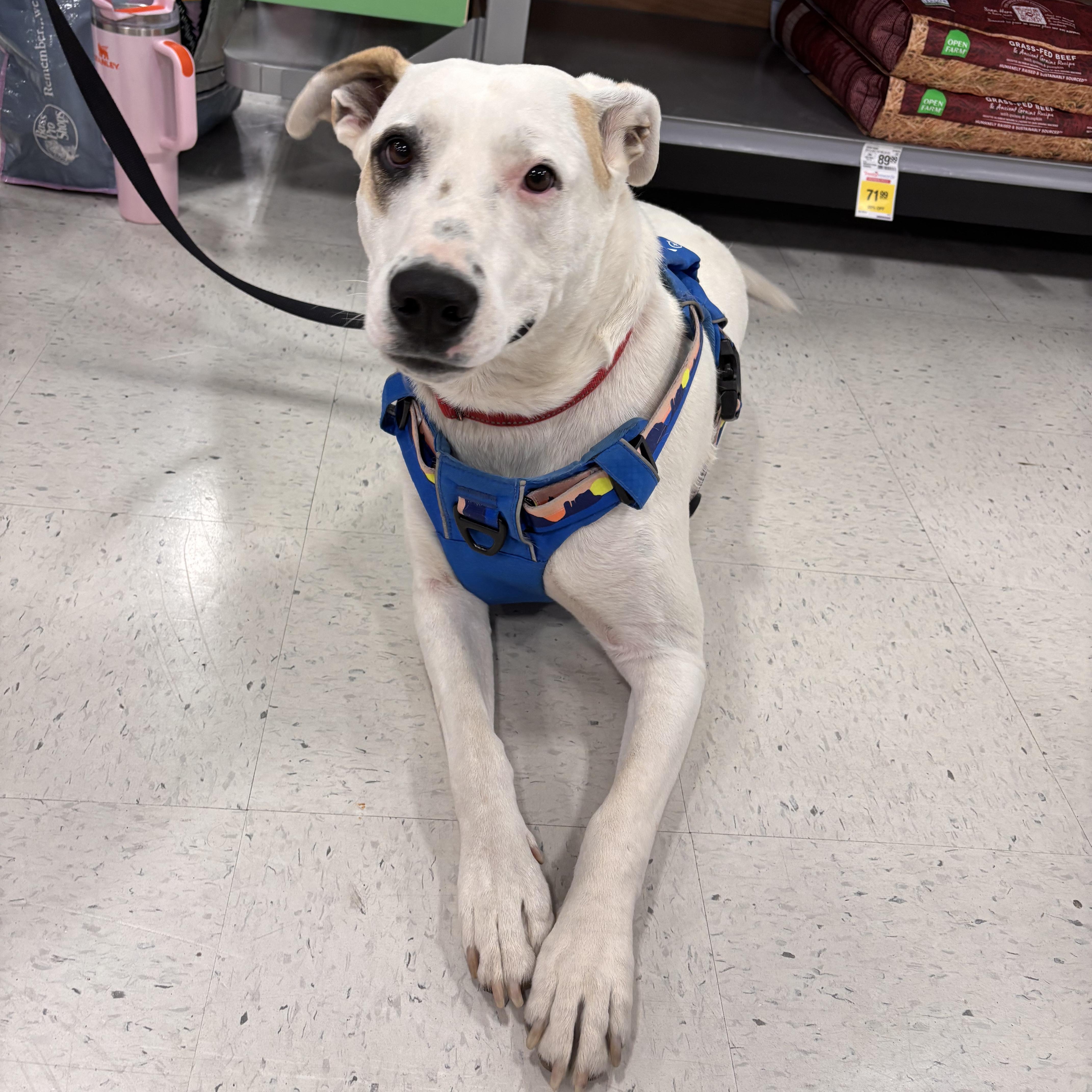 A young large-sized male White / Cream American Bulldog dog named Freeway Survivor Pup Looking for adoption in Kirkland, WA