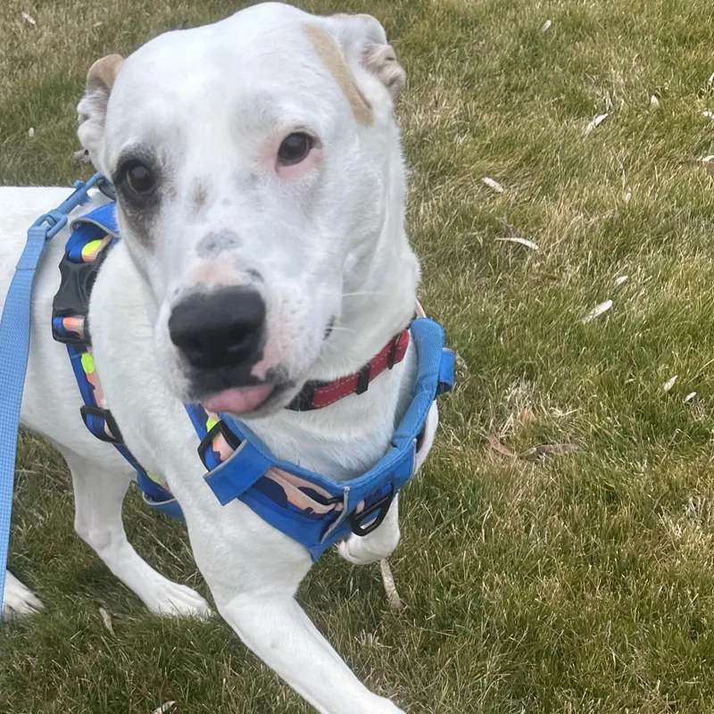Freeway Survivor Pup Looking thumbnail 2