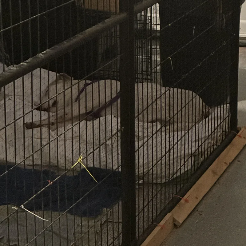 Freeway Survivor Pup Looking thumbnail 3
