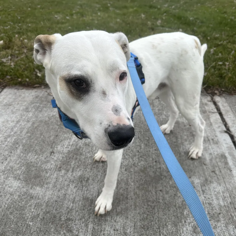 Freeway Survivor Pup Looking thumbnail 4