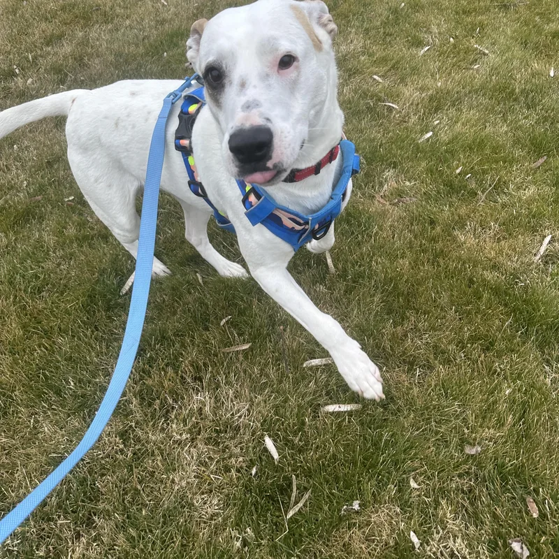 Freeway Survivor Pup Looking thumbnail 5