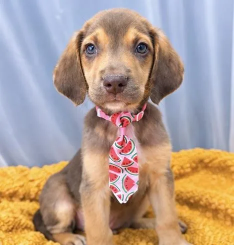 A baby medium-sized male Hound dog named Dante for adoption in Foley, AL