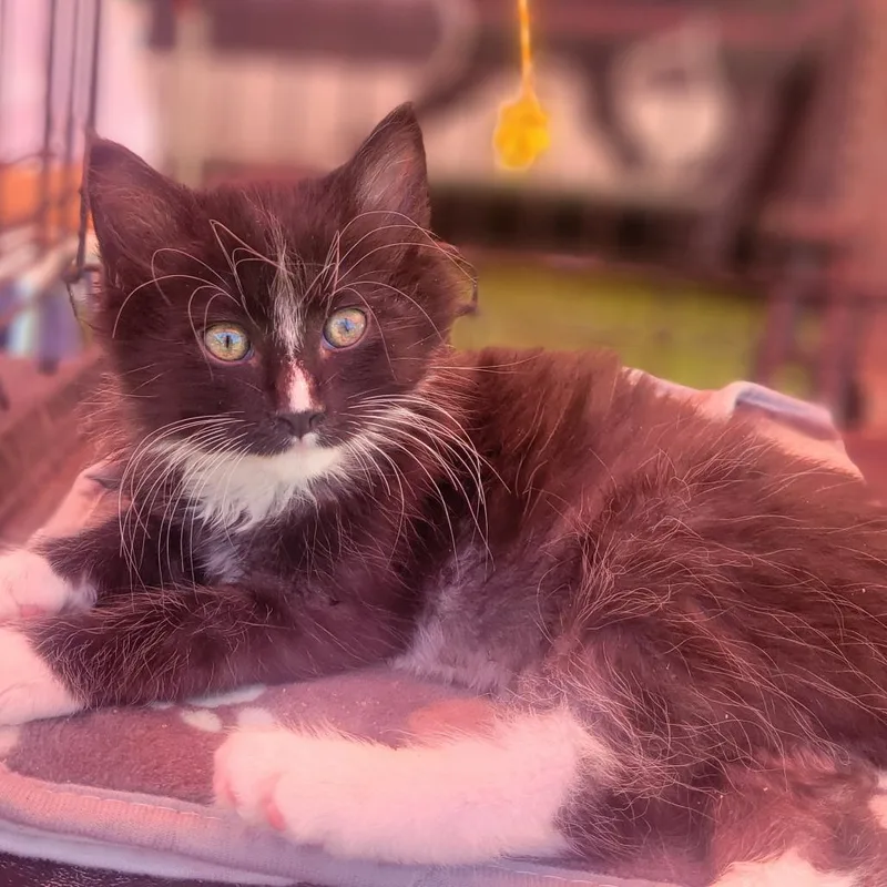 A baby small-sized male Black Domestic Long Hair cat named Hootie for adoption in Rochester, MN