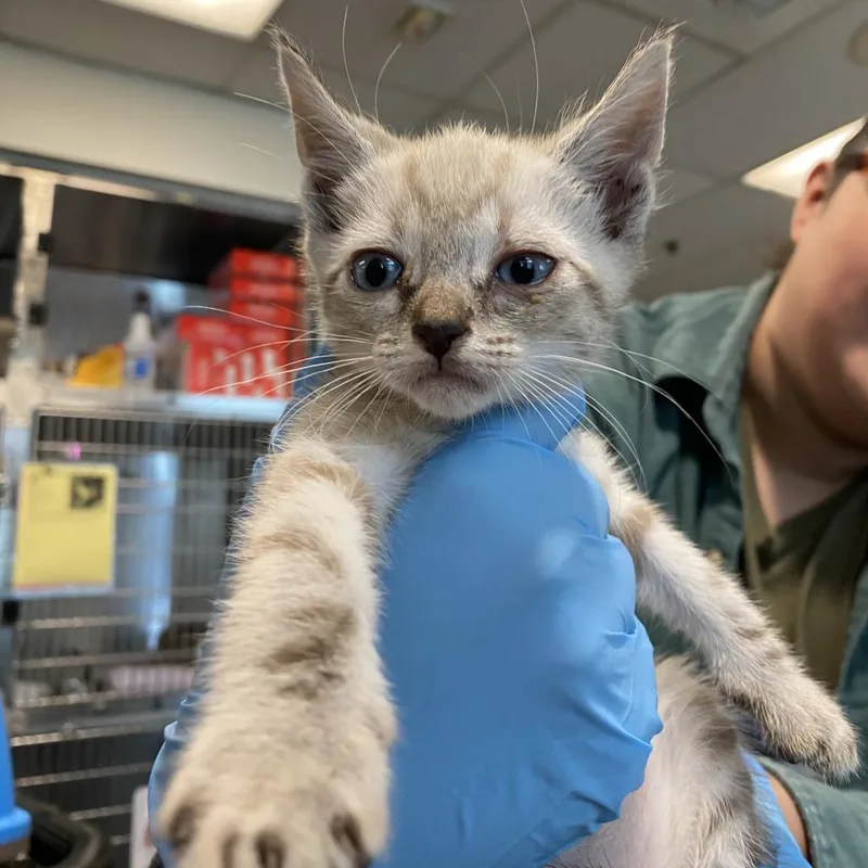 An adult medium-sized male Domestic Short Hair cat named Cauliflower for adoption in Los Angeles, CA