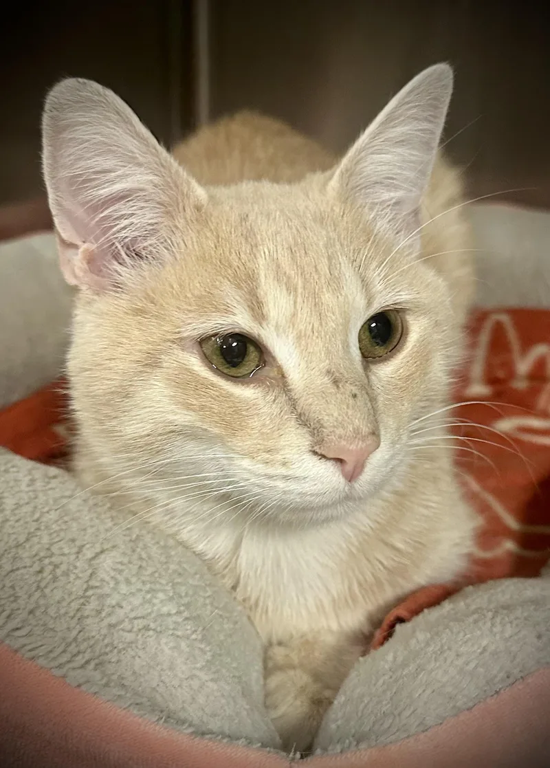 A young medium-sized male Buff / Tan / Fawn Domestic Short Hair cat named Oshei for adoption in Buffalo, NY
