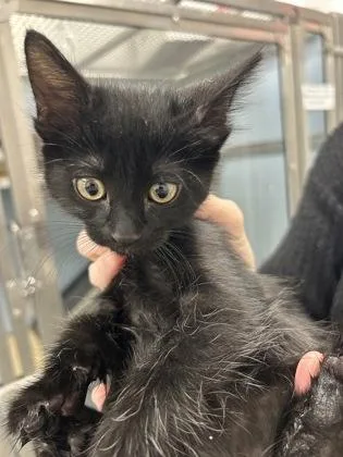 A baby medium-sized male Domestic Short Hair cat named Lux for adoption in West Chester, PA