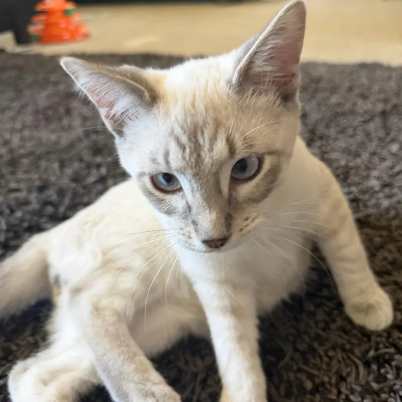A young small-sized male Siamese cat named Ice for adoption in Los Angeles, CA