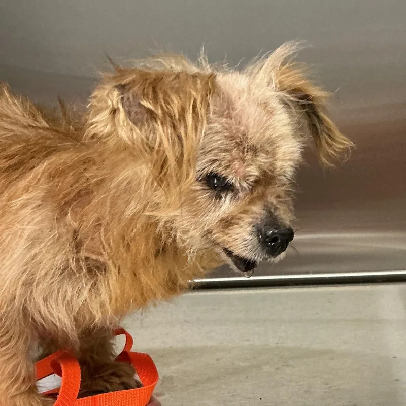 A senior small-sized female Mixed Breed dog named Delores for adoption in St Joseph, MO