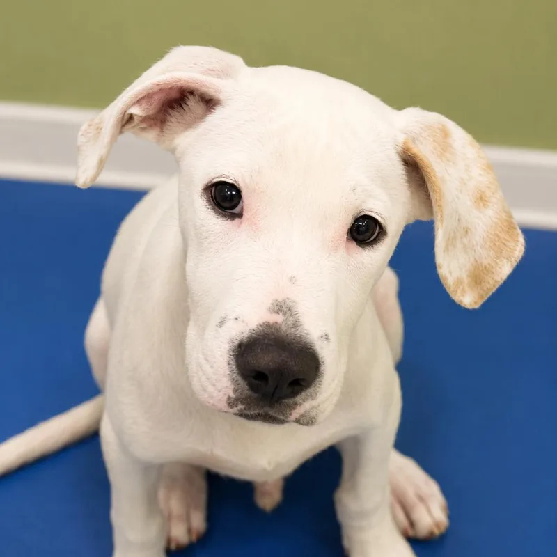 A young medium-sized male White / Cream Hound dog named Luke for adoption in Hopkinton, MA