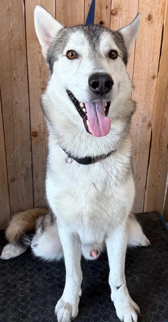 A young large-sized male Husky dog named Evan for adoption in Missouri City, TX