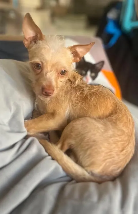 A young small-sized male Apricot / Beige Chihuahua dog named Leo for adoption in Vernon, CT