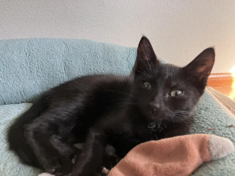 A baby medium-sized male Domestic Short Hair cat named Apollo for adoption in Springfield, OR