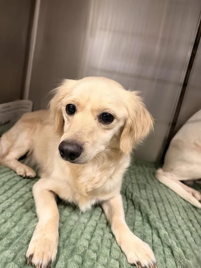 A young small-sized female Labrador Retriever dog named Shine for adoption in Van Nuys, CA