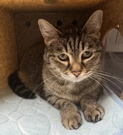 A senior medium-sized female Domestic Short Hair cat named Gabby for adoption in Missoula, MT