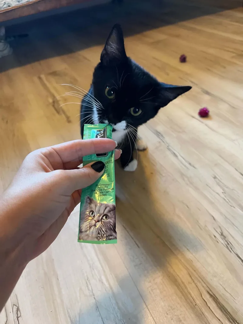 A baby small-sized male Domestic Short Hair cat named Figaro for adoption in Elk Grove, CA