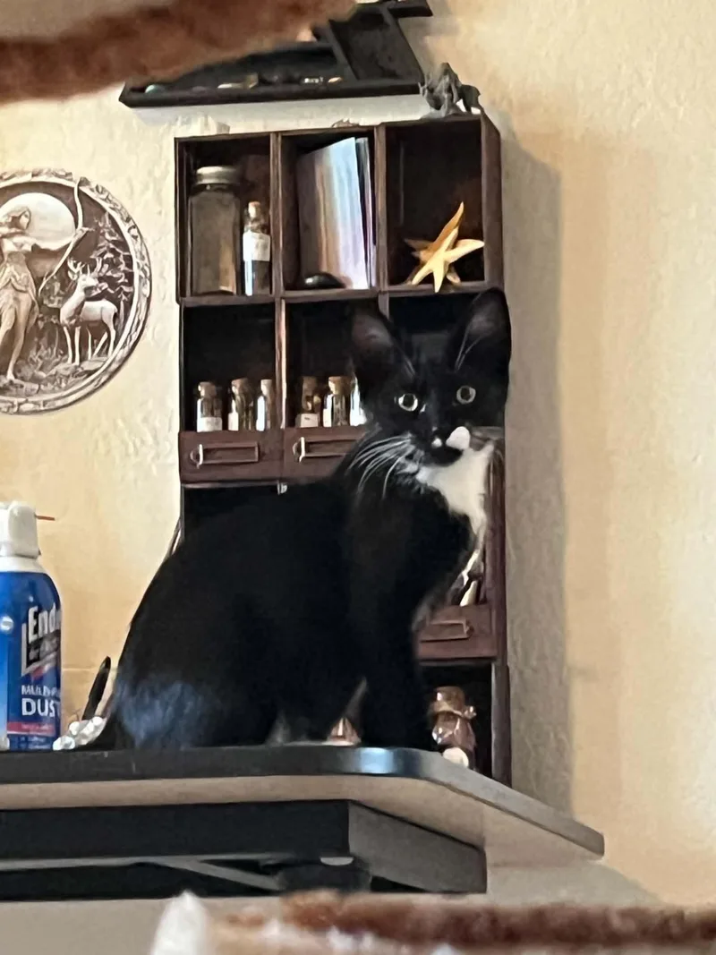 Figaro thumbnail 2