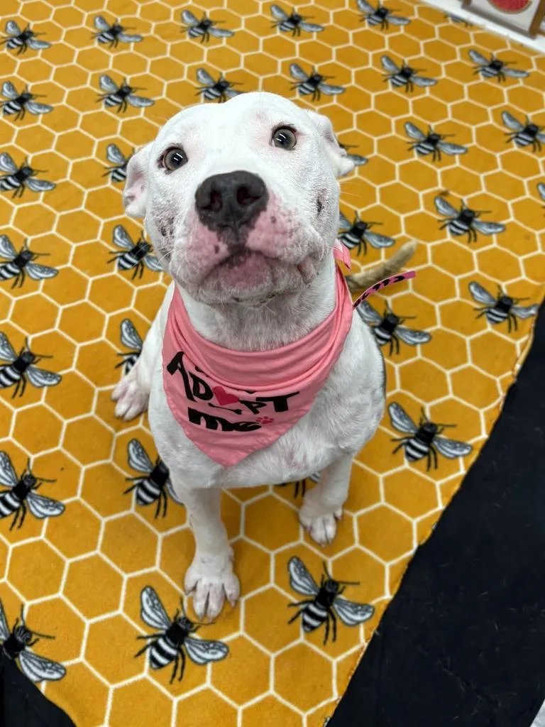 A young medium-sized female American Bulldog dog named Sicilys Pizzeria for adoption in Detroit, MI