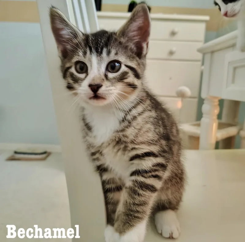 A baby medium-sized male Domestic Short Hair cat named Bechamel for adoption in Rochester, NY
