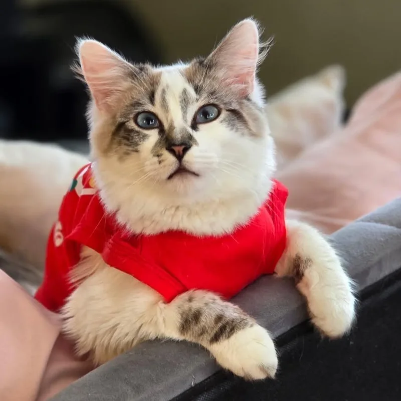 An adult small-sized female White Siamese cat named Sophie for adoption in Los Angeles, CA