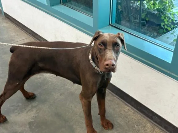 A young large-sized female Doberman Pinscher dog named Godiva for adoption in Chatsworth, CA