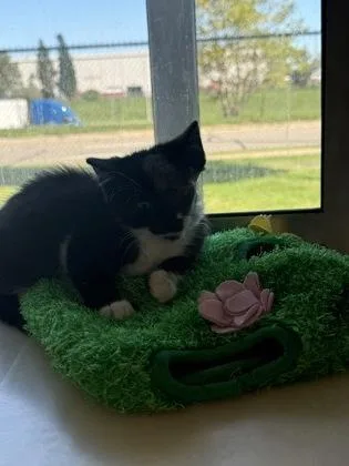 A baby small-sized male Domestic Short Hair cat named Mario for adoption in Westland, MI