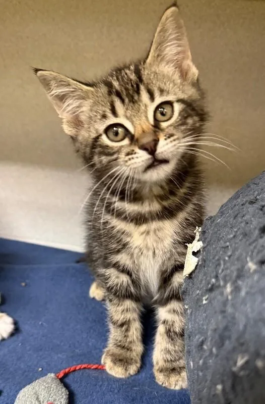 A young medium-sized male Tabby (Brown / Chocolate) Domestic Short Hair cat named Bullwinkle for adoption in Osseo, MI