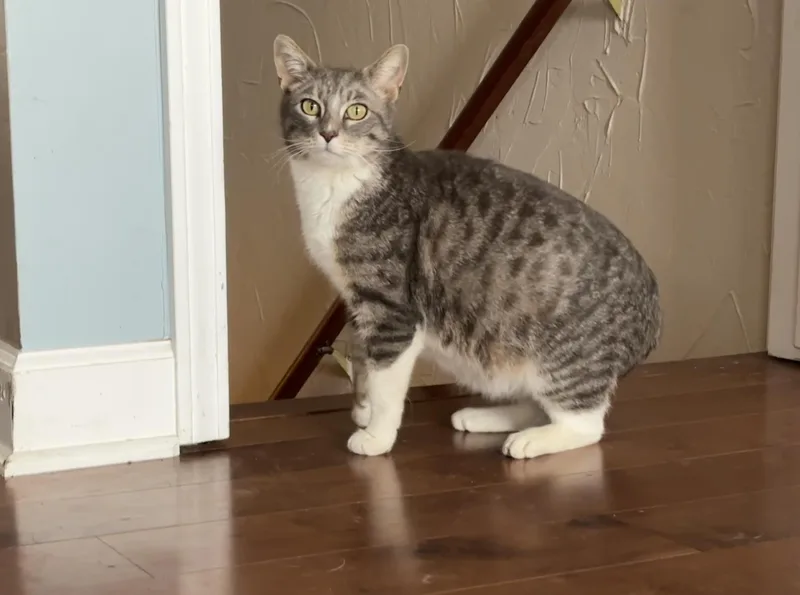 An adult medium-sized female Tabby (Buff / Tan / Fawn) Tabby cat named Lotus for adoption in Wadsworth, IL