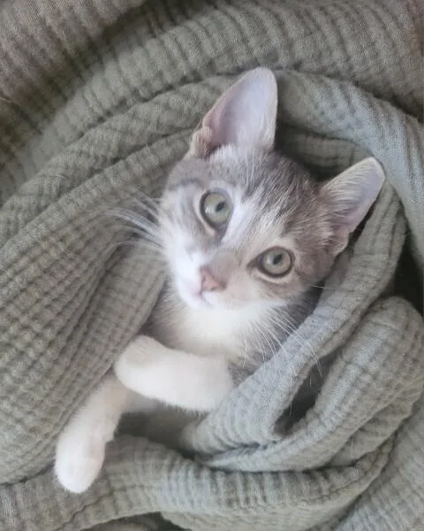 A baby small-sized female Domestic Short Hair cat named Baby Burke KH for adoption in Greenville, SC