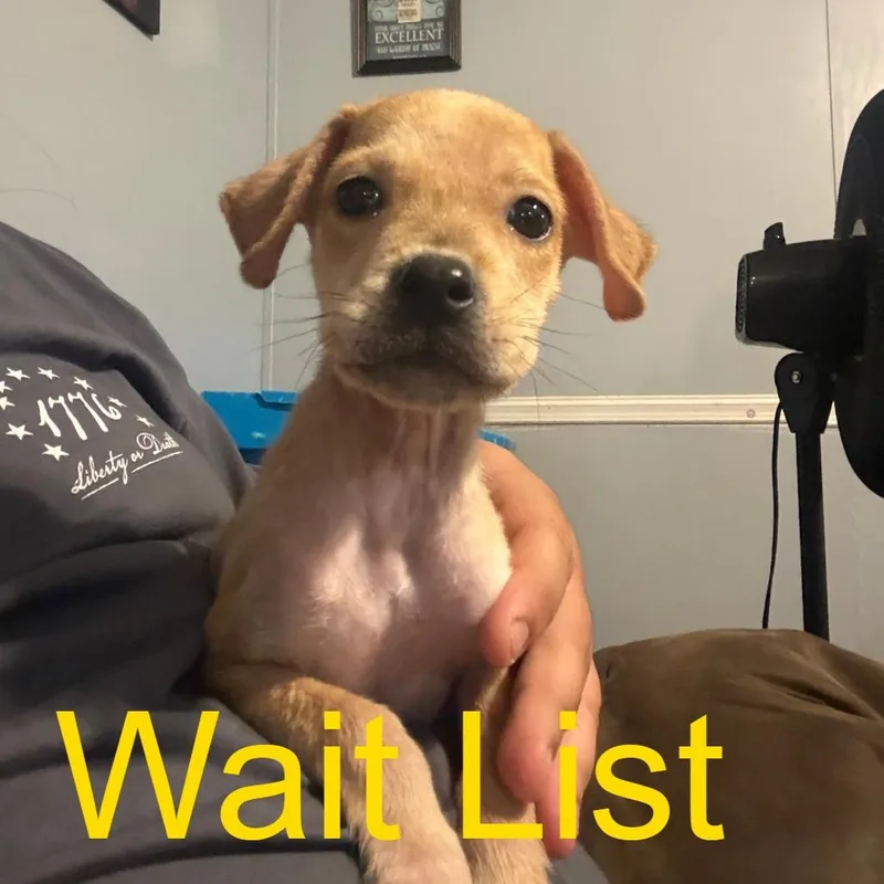 A baby small-sized male Apricot / Beige Mixed Breed dog named Buddy for adoption in Livingston, TX