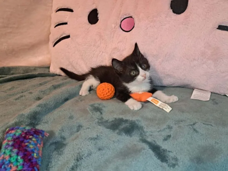 A baby medium-sized male Black & White / Tuxedo Domestic Short Hair cat named Queso for adoption in Dutton, VA