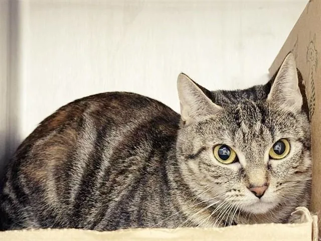 A young large-sized female Domestic Short Hair cat named Luna for adoption in Saint Louis, MO
