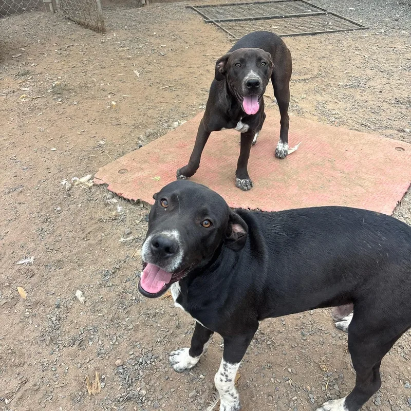 A young medium-sized male Black Labrador Retriever dog named Sam for adoption in Santa Monica, CA