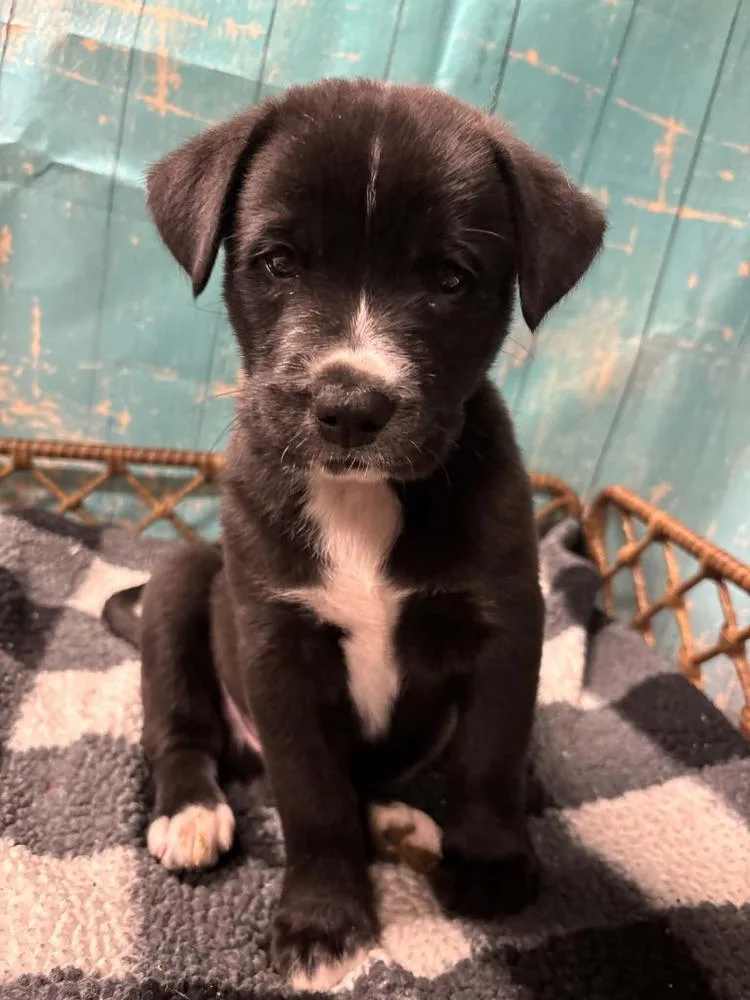 A baby large-sized male Mixed Breed dog named York for adoption in Dorr, MI