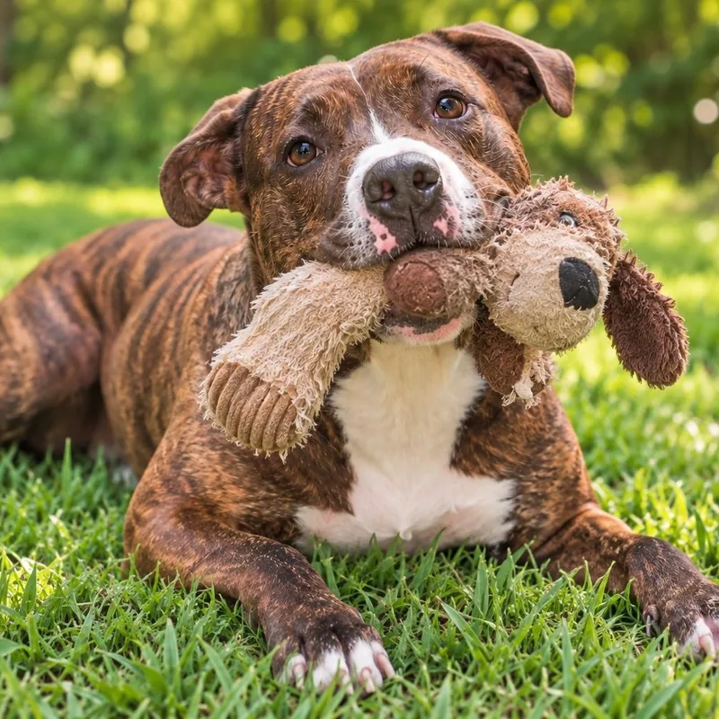 A young medium-sized female American Staffordshire Terrier dog named Miss JJ for adoption in Mount Prospect, IL