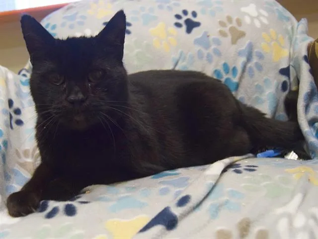 A senior medium-sized male Domestic Short Hair cat named Teddy for adoption in Sacramento, CA