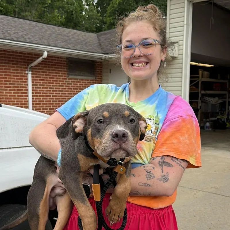 A young small-sized male Brown / Chocolate Mixed Breed dog named Bishop for adoption in Edwardsville, IL