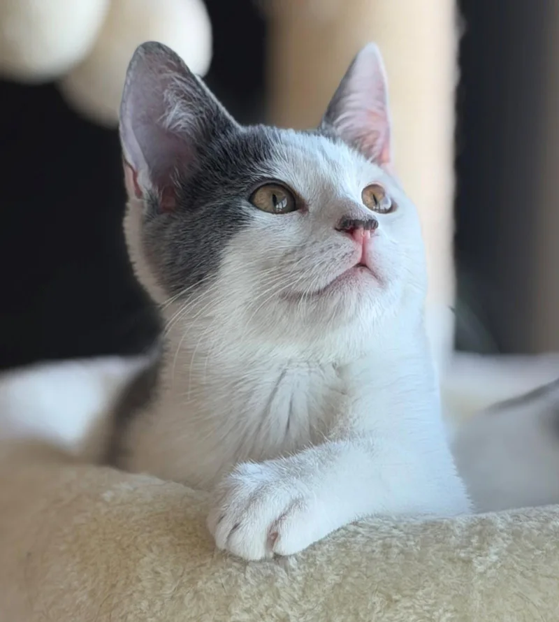 A baby medium-sized male Turkish Van cat named Peninsula: Carlos for adoption in Palo Alto, CA