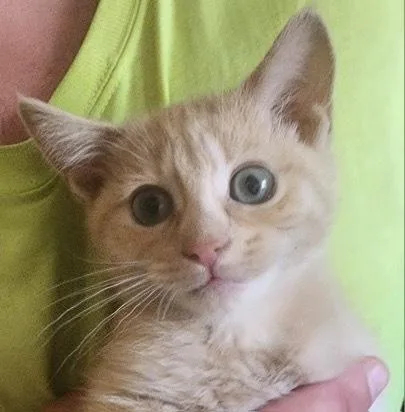 A baby small-sized female Tabby (Orange / Red) Domestic Short Hair cat named Chill for adoption in Albuquerque, NM