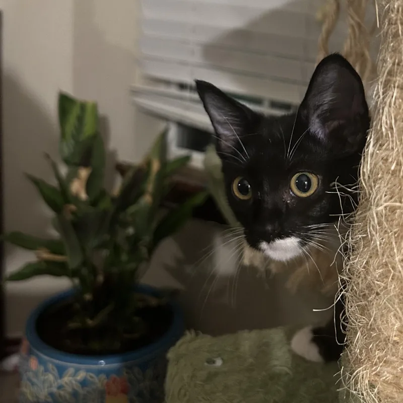 A young small-sized female Black & White / Tuxedo Tuxedo cat named Idgie for adoption in Houston, TX